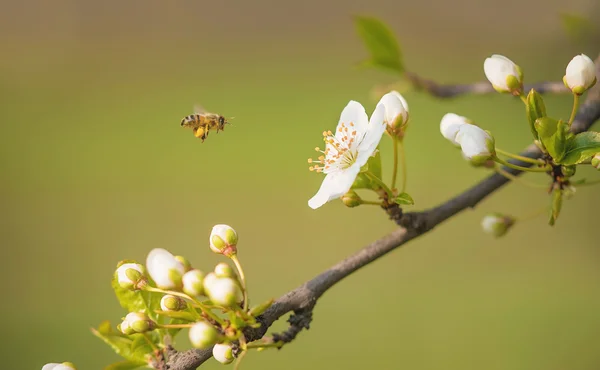 Třešňové květy v zahradě — Stock fotografie