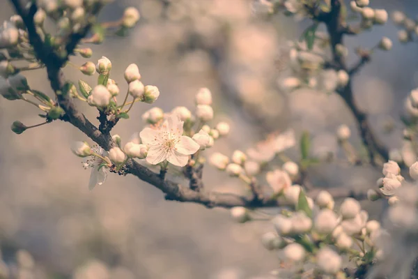 Kersenboom bloesem in de tuin — Stockfoto