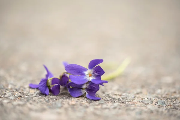 Closeup photo of violet flowers — Stock Photo, Image