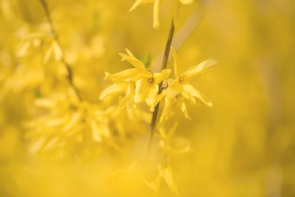 Closeup of forsythias flowers — Stock Photo, Image