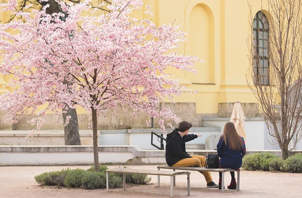 夫妻坐在樱花树下公园 — 图库照片