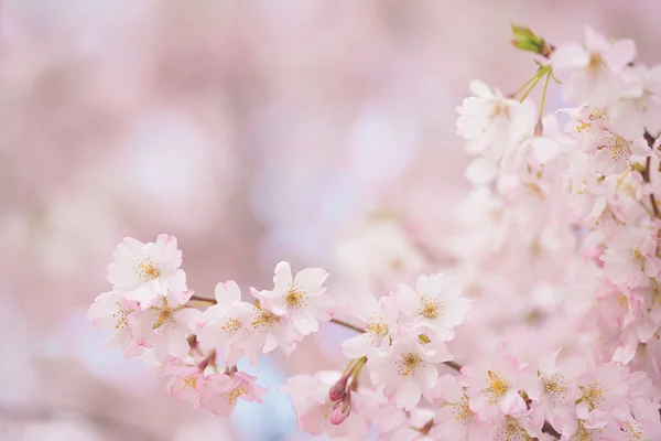 벚꽃 꽃의 부드러운 사진 — 스톡 사진