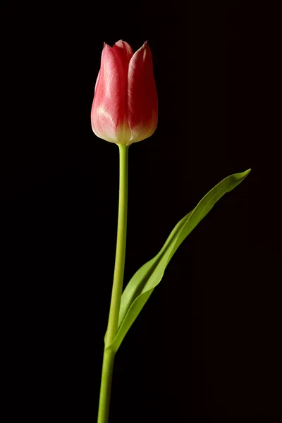 Tulipa vermelha em um fundo preto — Fotografia de Stock