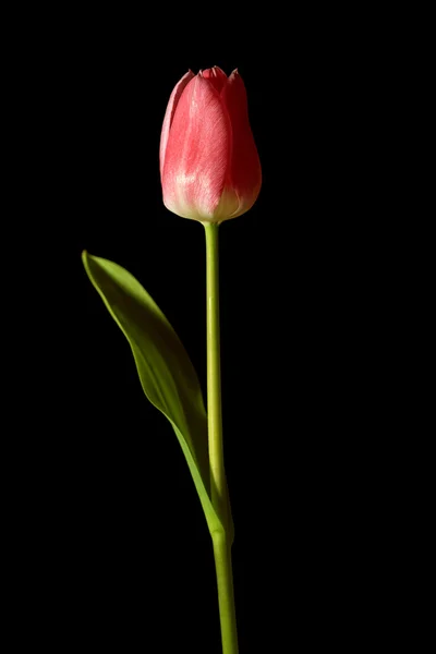 Tulipa vermelha em um fundo preto — Fotografia de Stock