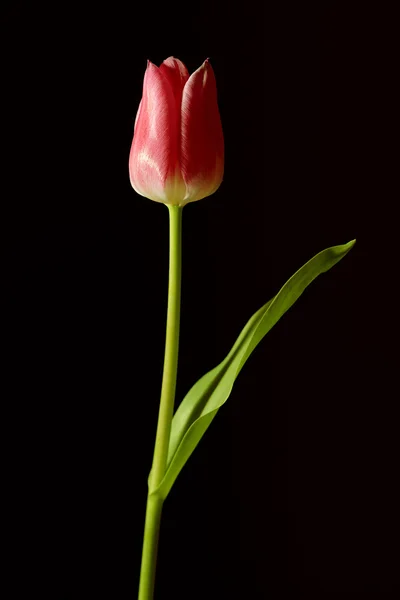 Red tulip on a black background Royalty Free Stock Photos
