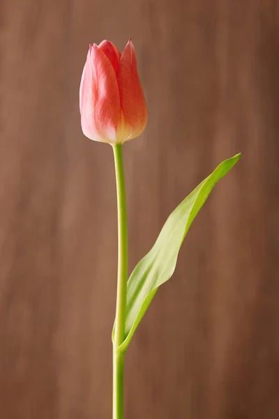 Fiore di tulipano rosso su sfondo di legno — Foto Stock
