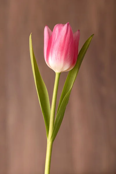 Ahşap arka plan üzerinde kırmızı lale çiçek — Stok fotoğraf
