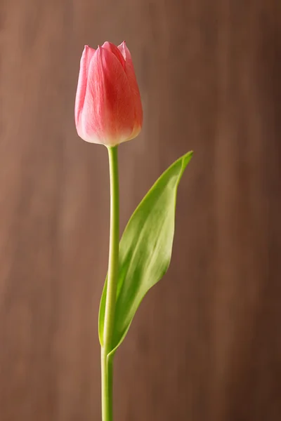 木製の背景に赤いチューリップの花 — ストック写真