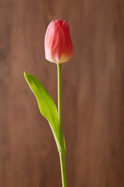 木製の背景に赤いチューリップの花 — ストック写真