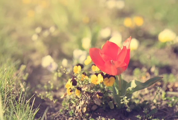 Closeup fotografii červené tulipány v parku — Stock fotografie