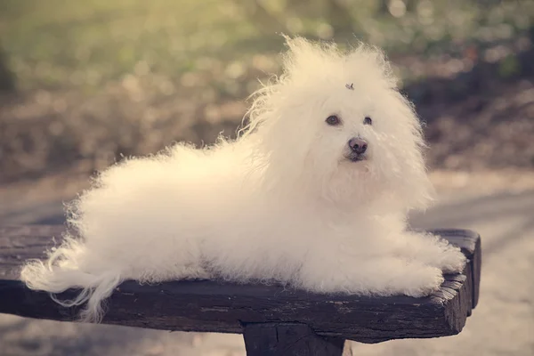 Bichon havanese dog on banch in the park — Stock Photo, Image
