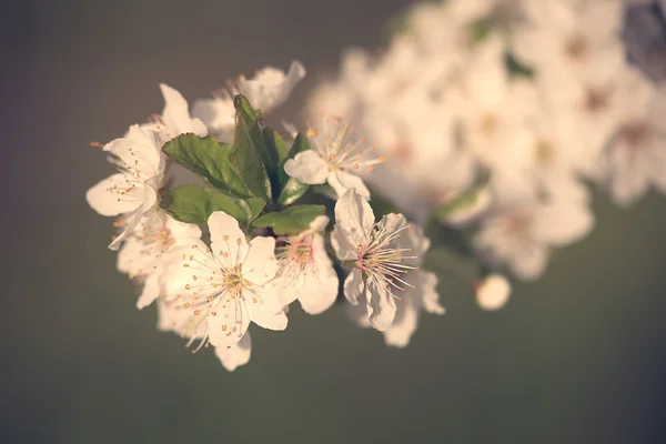 Винтажное фото вишневого цветка — стоковое фото