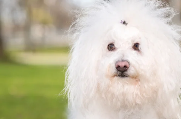 Bichon tiene perro en el parque — Foto de Stock