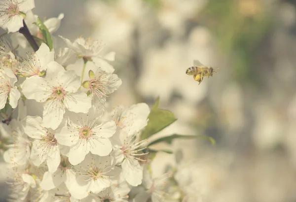 Closeup fotografie třešňový květ — Stock fotografie