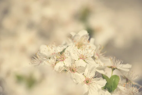 Close-up foto van cherry bloem — Stockfoto