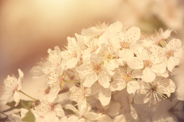 Vértes fotó cseresznye virág — Stock Fotó