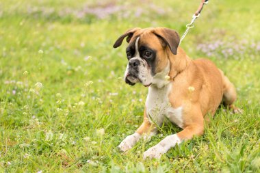 Boxer Köpek yeşil alanda