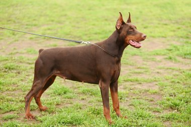 doberman pinscher portre