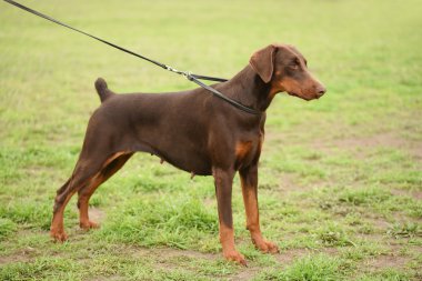 doberman pinscher portre