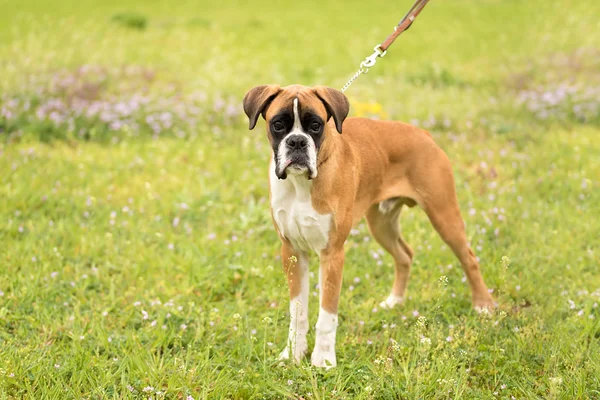 Боксерський собака в зеленому полі — стокове фото