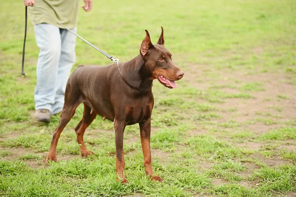 Doberman pinscher porträtt — Stockfoto