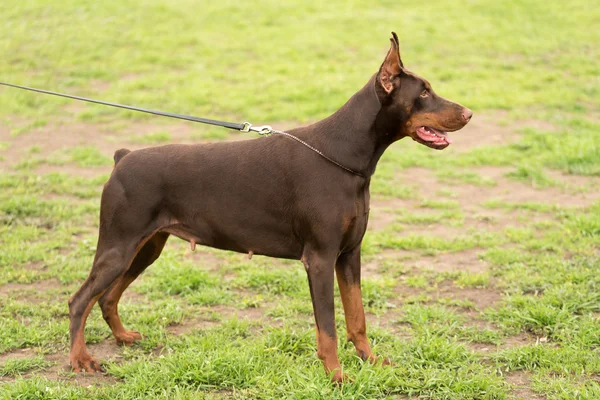 doberman pinscher portre