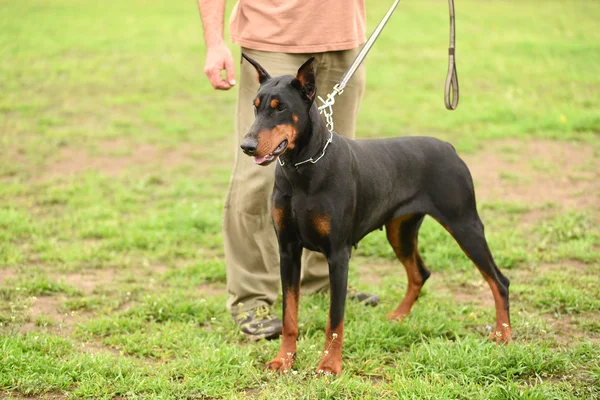 Doberman pinscher with owner — Stock Photo, Image