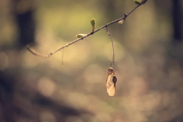 バックライトでメープルの枝の柔らかい写真 — ストック写真