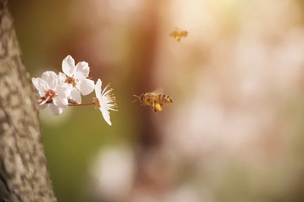 Fioritura di fiori di ciliegio in primavera — Foto Stock