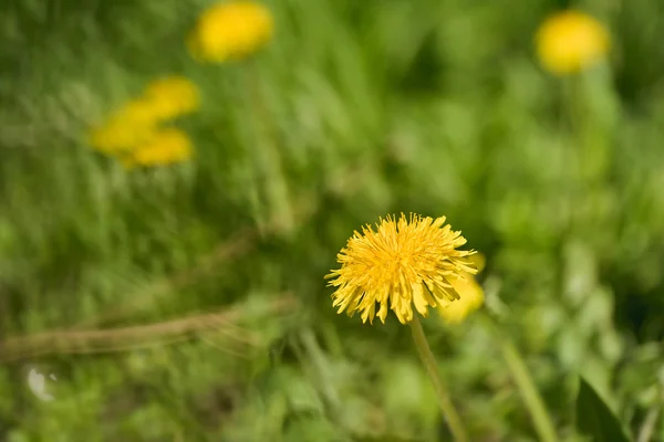 Žlutá Pampeliška květ — Stock fotografie