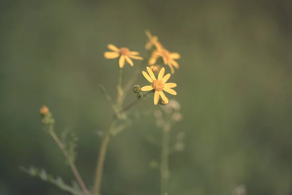 Nahaufnahme Foto von gelben Wildblumen — Stockfoto