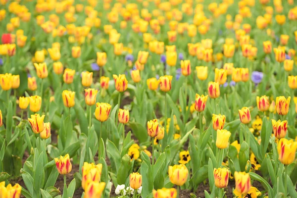 庭のチューリップの花 — ストック写真