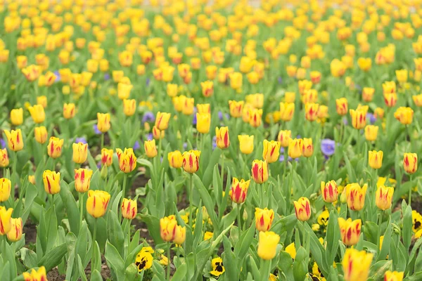 Tulpenblumen im Garten — Stockfoto