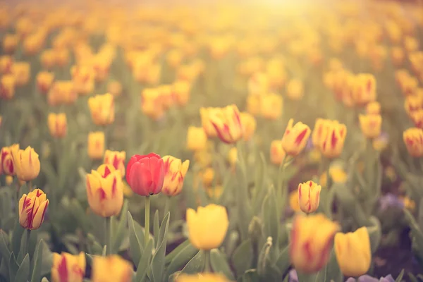 Foto vintage de flores de tulipán — Foto de Stock