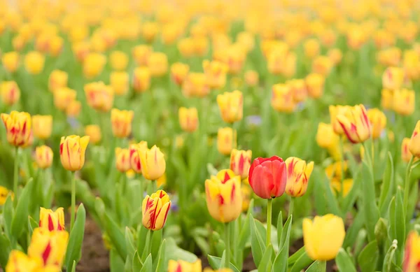 Tulp bloemen in de tuin — Stockfoto