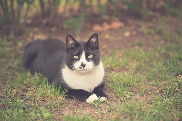 Weiches Foto einer Katze — Stockfoto