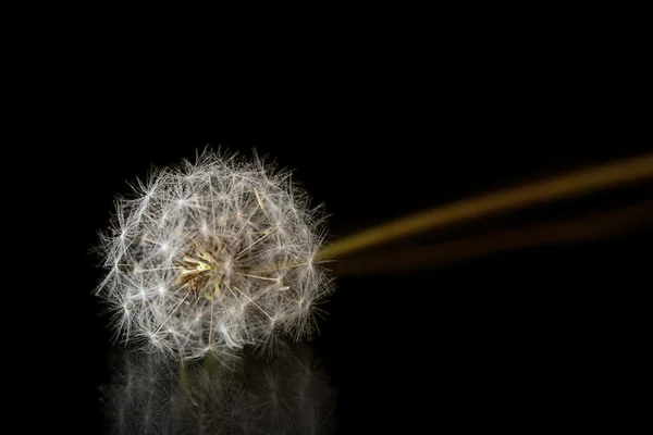 Graines de pissenlit isolées sur noir — Photo