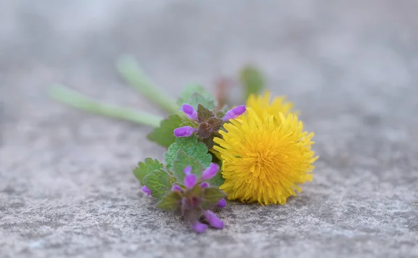 Pampeliška květin na kámen — Stock fotografie