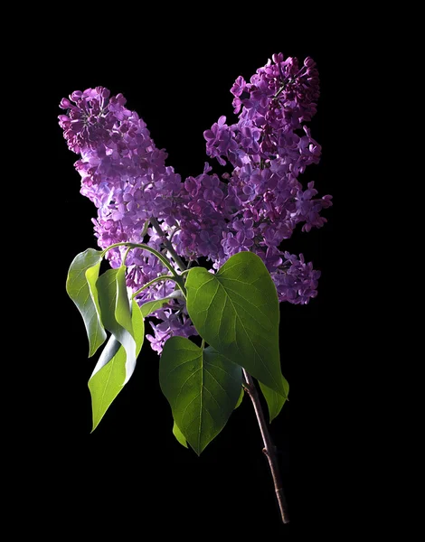 Lilac flower isolated on a black — Stock Photo, Image