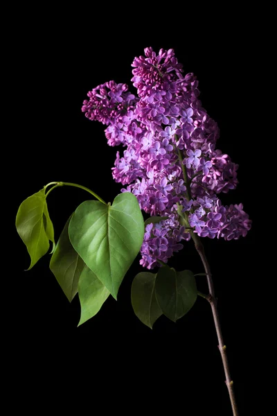 Flor de lilás isolada em um preto — Fotografia de Stock