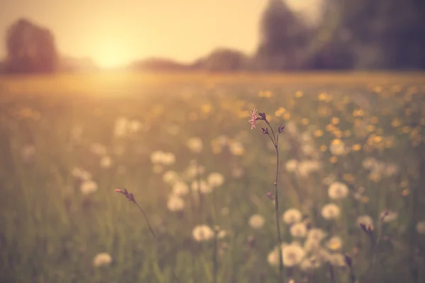 Vintage photo of a beautiful summer landscape — Stock Photo, Image