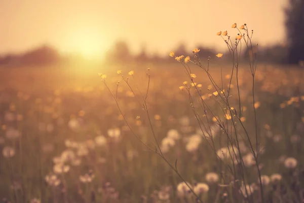 Vintage foto's voor een mooie zomerse landschap — Stockfoto