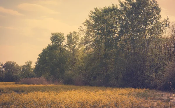 Bakre sommerscene – stockfoto