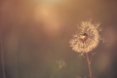 Mini bir çekirge portre fotoğrafı