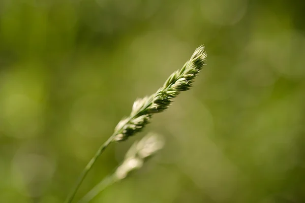 Makro foto av gräs ogräs på green — Stockfoto