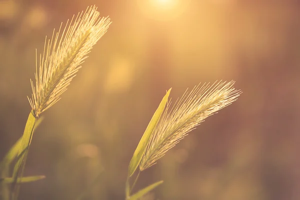 朝の光で緑の草穂 — ストック写真