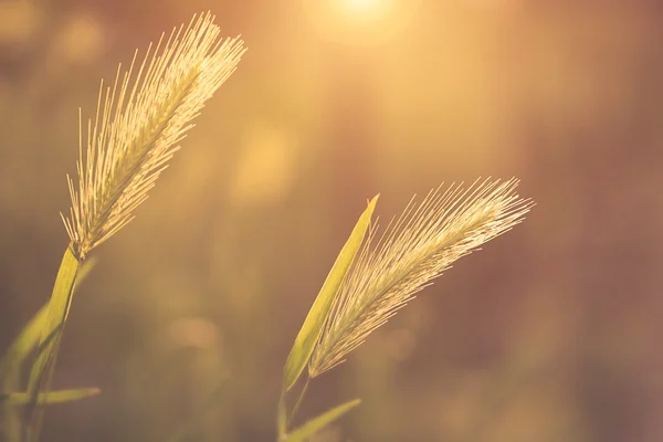 Groen gras spikelet in de ochtend licht — Stockfoto