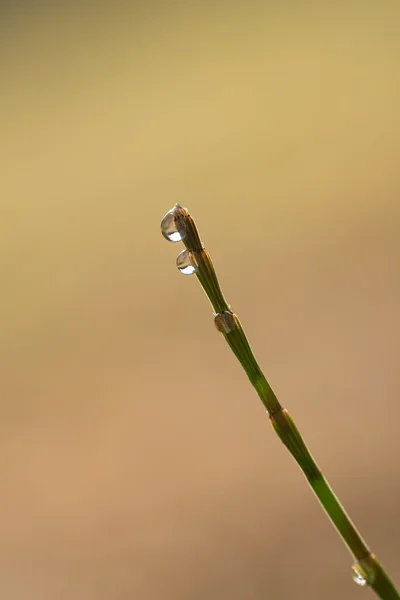 Photo rapprochée d'une goutte sur l'herbe — Photo