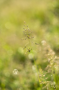 Çim tohumu portre fotoğrafı