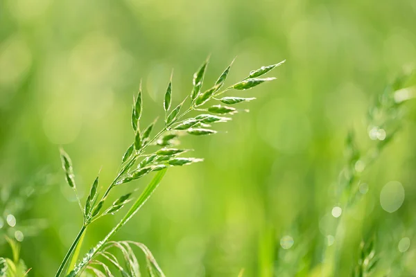 Foto di primo piano di semi di erba — Foto Stock